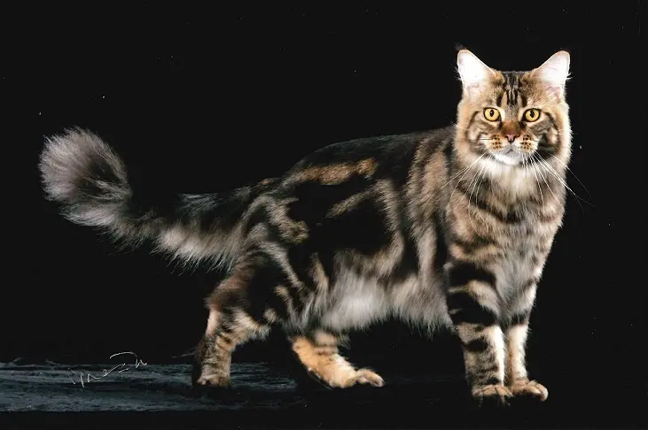 Canon's mainecoons